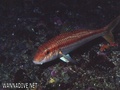 scuba diving photo