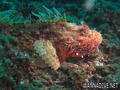 scuba diving photo
