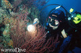scuba diving photo