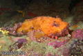 scuba diving photo