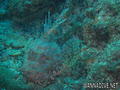 scuba diving photo