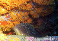 scuba diving photo