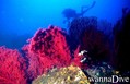 scuba diving photo
