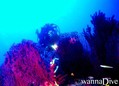 scuba diving photo