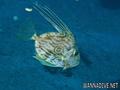 scuba diving photo