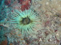 scuba diving photo