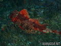 scuba diving photo