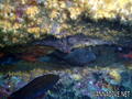 scuba diving photo