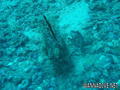 scuba diving photo