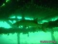 scuba diving photo