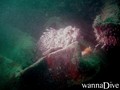 scuba diving photo