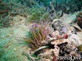 scuba diving photo