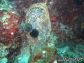 scuba diving photo