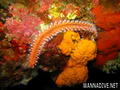 scuba diving photo