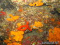 scuba diving photo