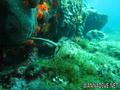 scuba diving photo