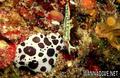 scuba diving photo