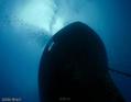 scuba diving photo