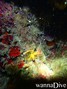 scuba diving photo