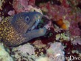 scuba diving photo