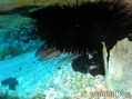 scuba diving photo