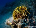 scuba diving photo