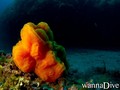 scuba diving photo