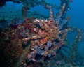 scuba diving photo