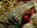 scuba diving photo