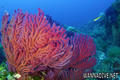 scuba diving photo