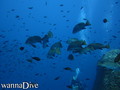 scuba diving photo