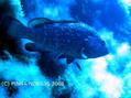 scuba diving photo