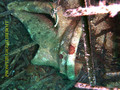 scuba diving photo