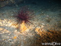 scuba diving photo