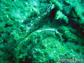 scuba diving photo