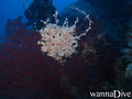 scuba diving photo