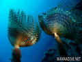scuba diving photo