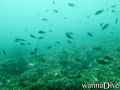 scuba diving photo
