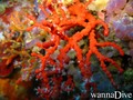 scuba diving photo