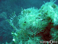 scuba diving photo