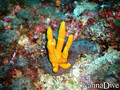 scuba diving photo