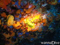 scuba diving photo