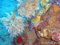 scuba diving photo