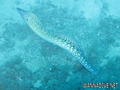 scuba diving photo