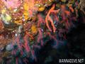 scuba diving photo