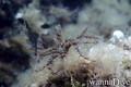 scuba diving photo