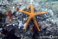 scuba diving photo