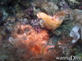 scuba diving photo