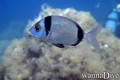 scuba diving photo