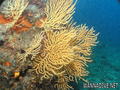 scuba diving photo